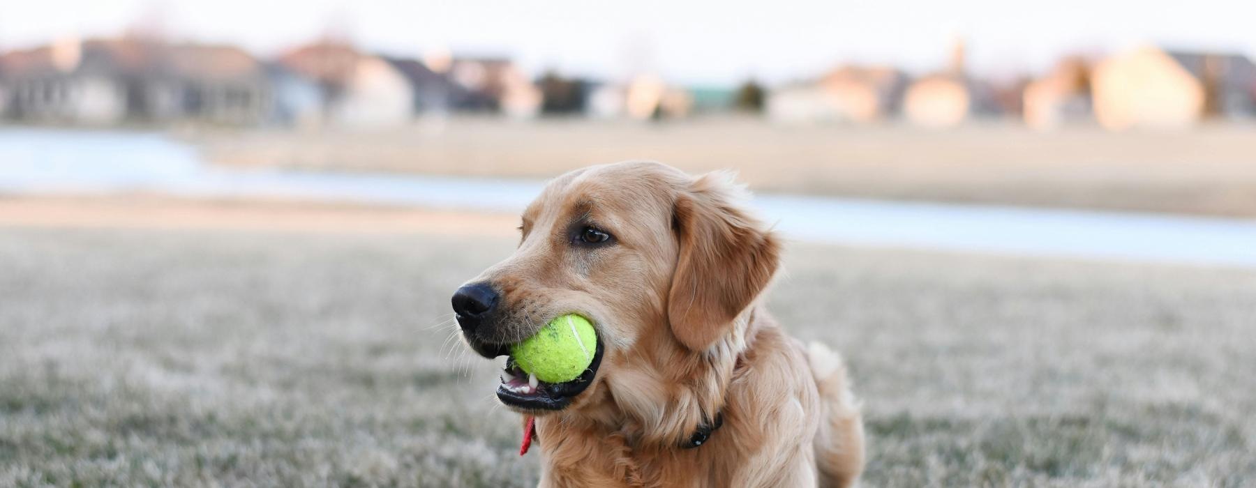 a dog with a tennis ball in its mouth